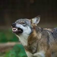 Coyote Tooth 