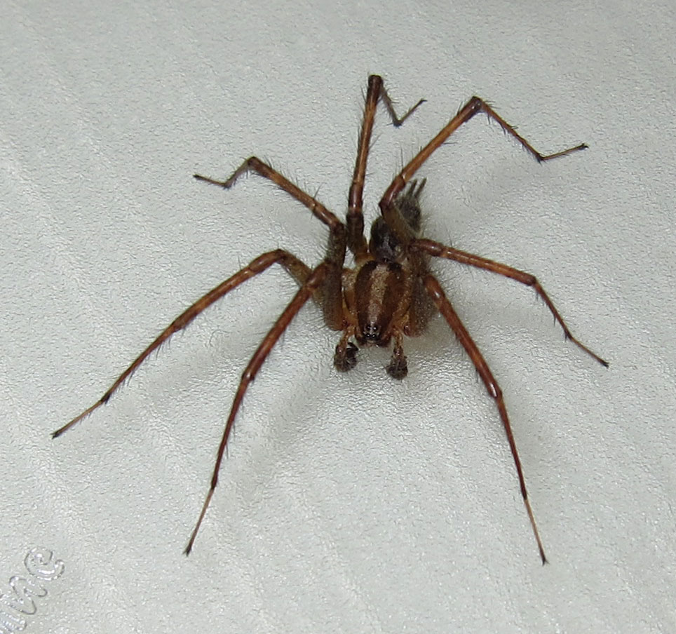 Grass Spider Size Comparison