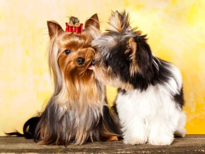 Biewer Terrier Vs Yorkie