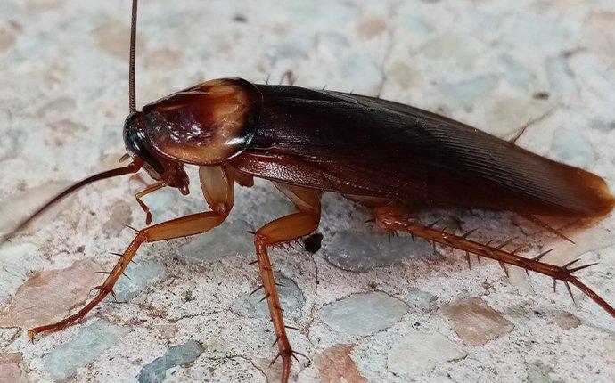 Alabama Cockroach