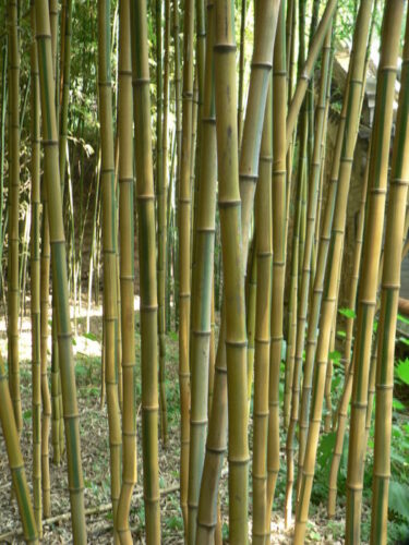 Bamboo for Colorado