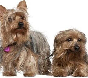 Biewer Terrier Vs Yorkie