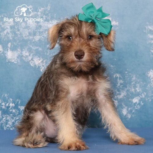 Brown Caramel Miniature Schnauzer