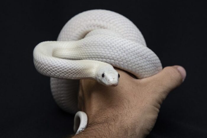 Coral Corn Snake