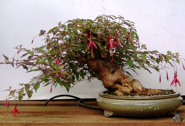 Fuchsia Bonsai