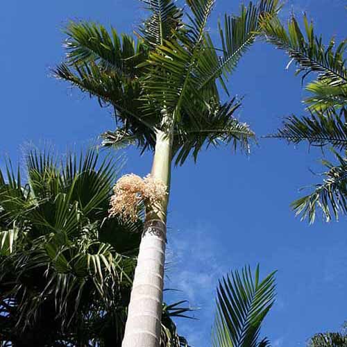 Grown King Palm Tree