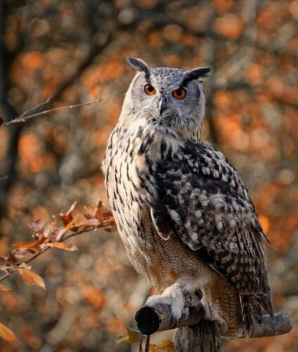 Great Horned Owl Pellets