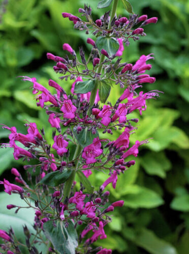 Lilac Vs Butterfly Bush