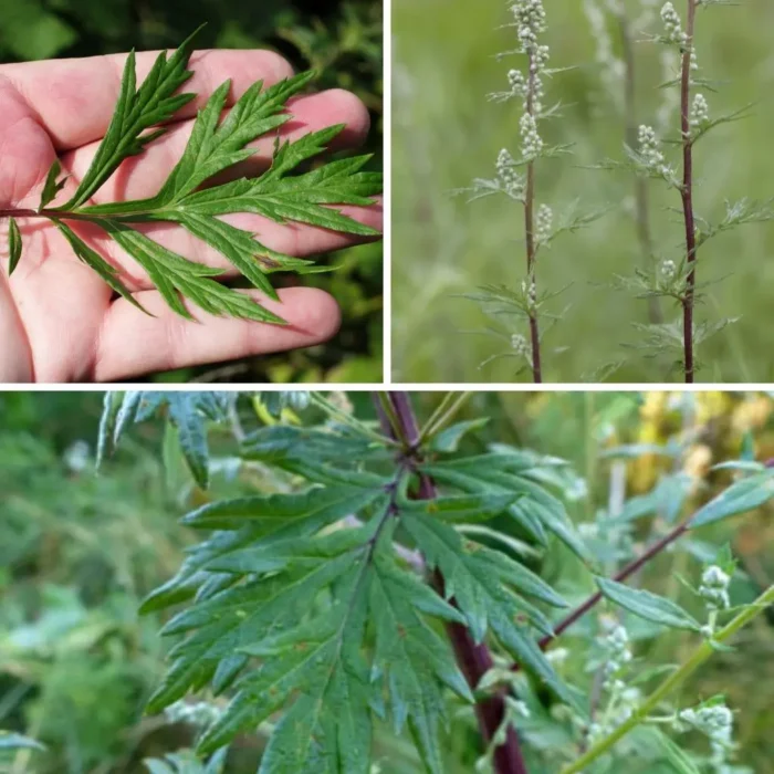 Motherwort Vs Mugwort