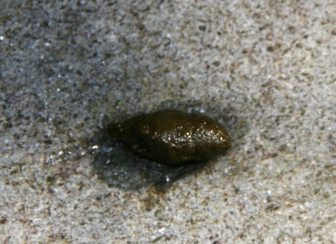 Muskrat Scat