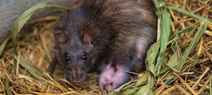 What Happens If You Disturb a Mouse Nest