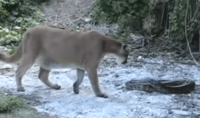 Do Mountain Lions Eat Snakes