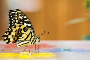 Meaning of Yellow And Black Butterfly