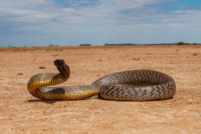 what-is-a-group-of-snakes-called