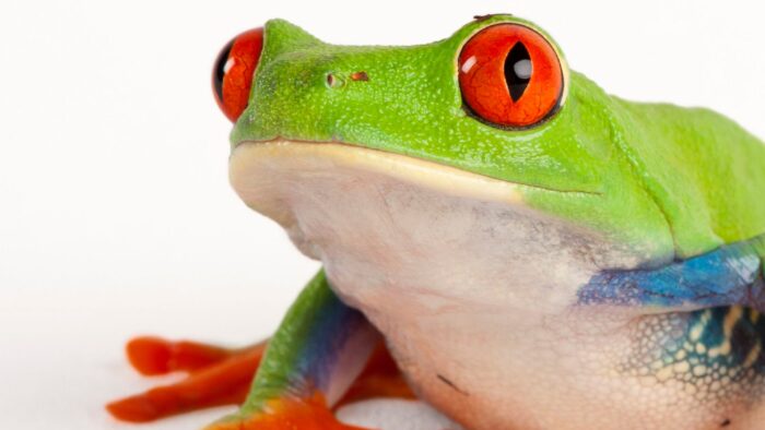 Animals With Red Eyes