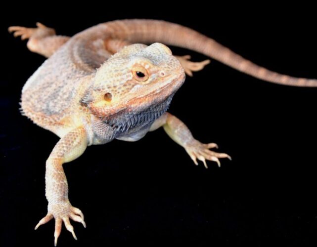 Arizona Bearded Dragon