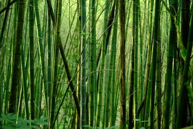 Bamboo Vs Sugar Cane