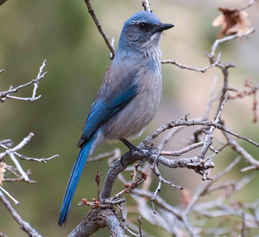 Blue Birds in Michigan