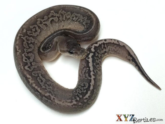 Cinnamon Banana Ball Python