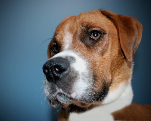 Dogs Similar to Boxers