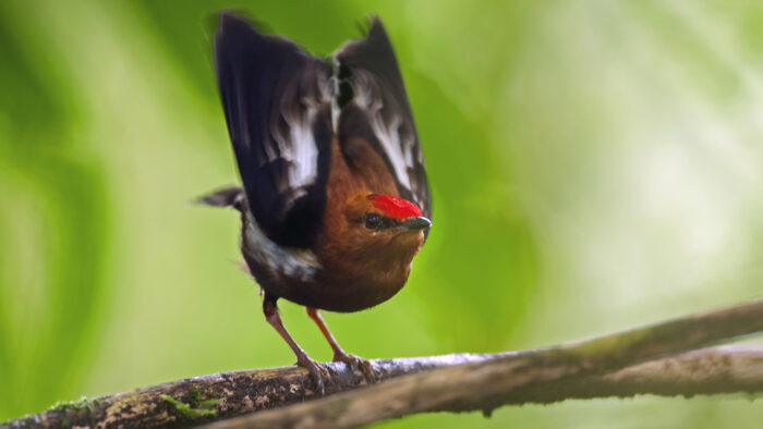 El Salvador'S National Animal