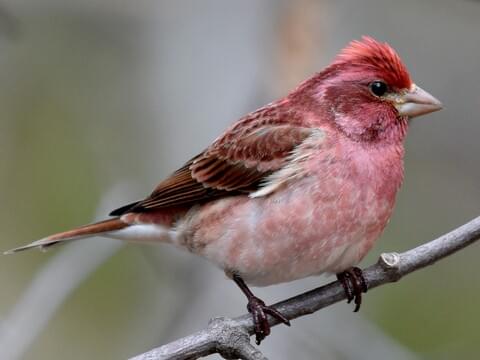 Finches in Texas