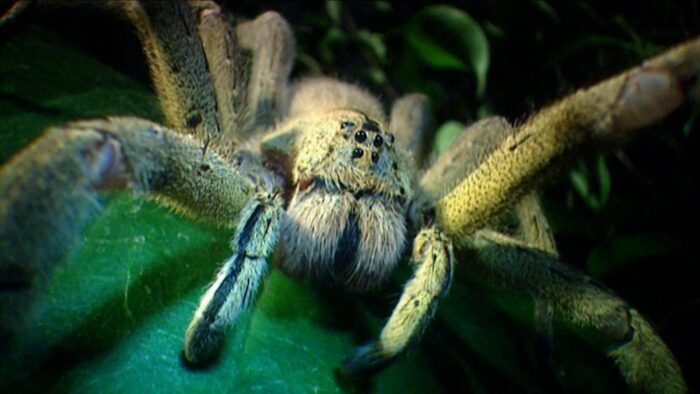 Idaho Spiders