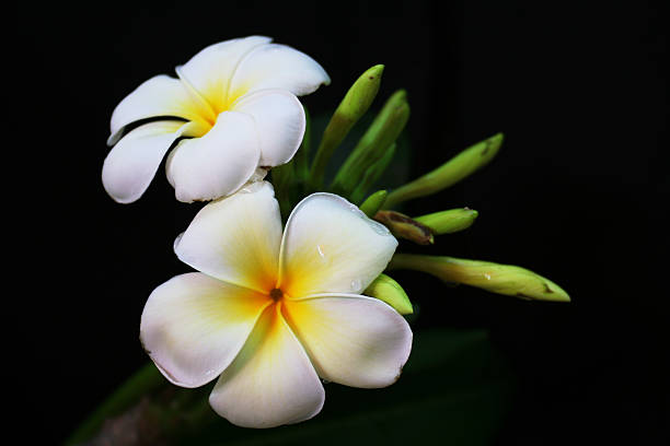 Nicaragua National Flower