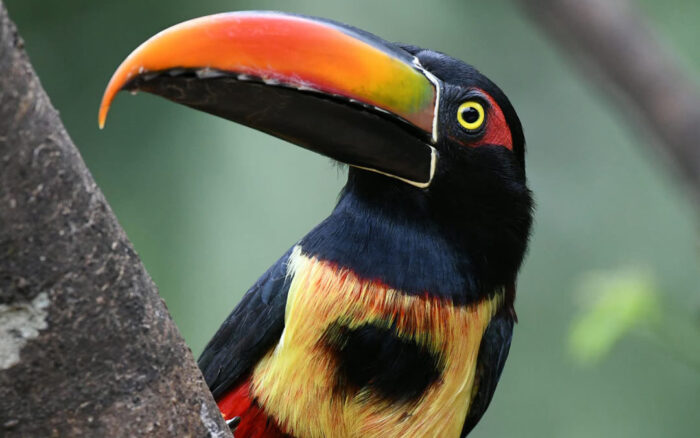 Red Chest Bird