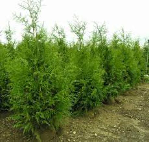 Steeplechase Arborvitae