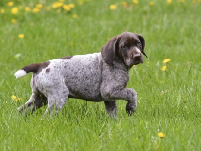 Vizsla Vs German Shorthaired Pointer