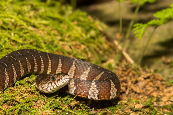 Water Snakes of Iowa