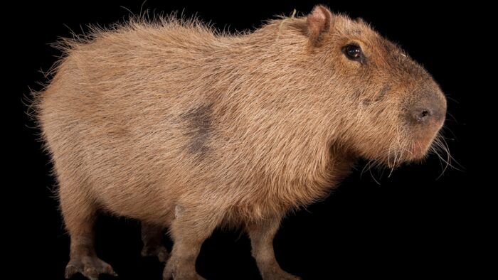 What Animal Has 2 Feet But Can'T Walk