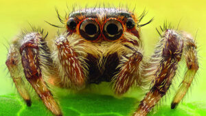 Animals With More Than 2 Eyes