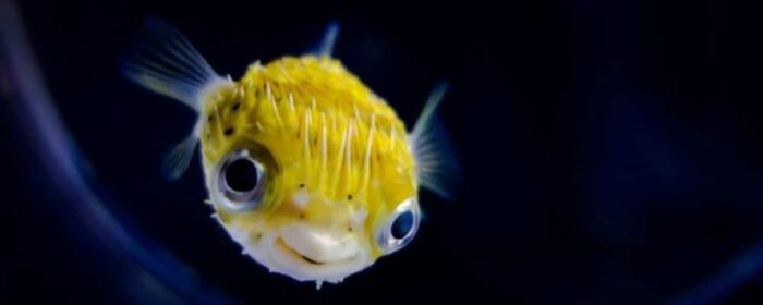 Fish is an Animal