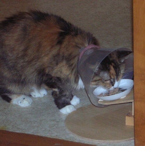 How to Feed Cat With Cone