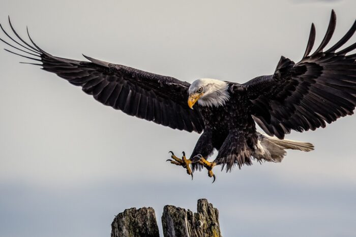 National Animal of the Usa