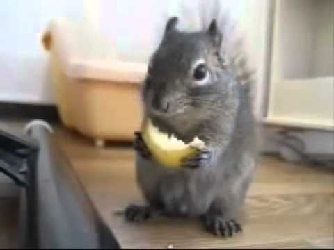 What Animals Eat Lemons