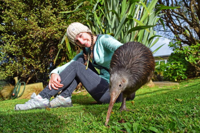 Why are There No Dangerous Animals in New Zealand