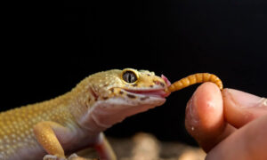 Leopard Gecko Juvenile
