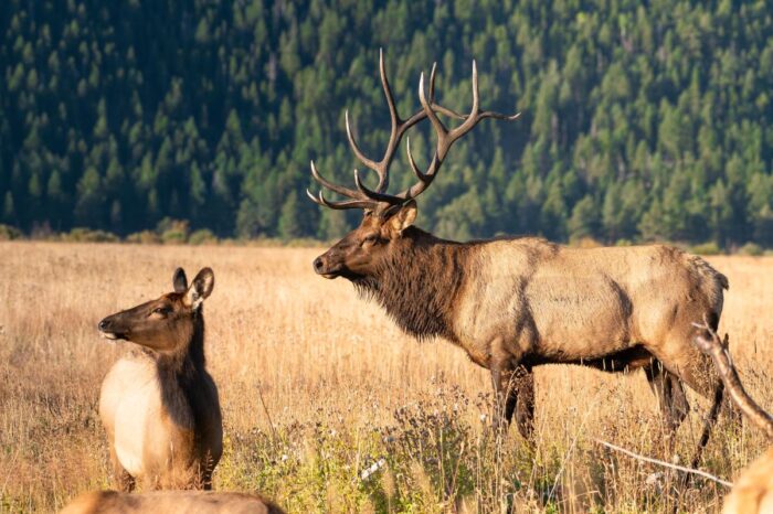 Animal Looks Like a Deer