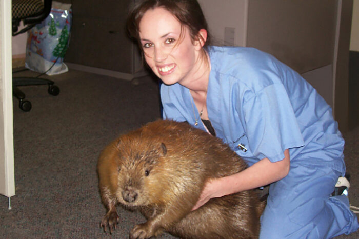 Are Beavers Good Pets