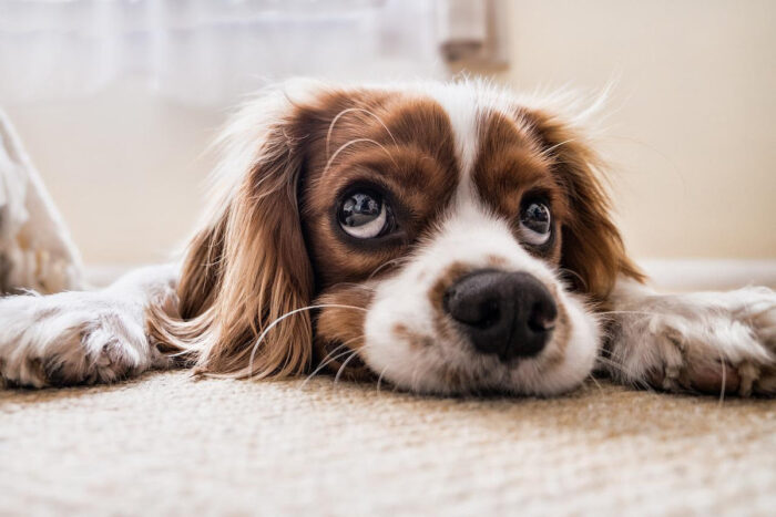 Are Wax Melts Safe for Pets