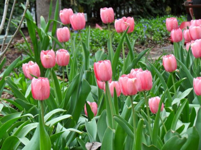 Best Flowers to Grow in Iowa