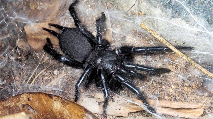 Black Spiders in North Dakota