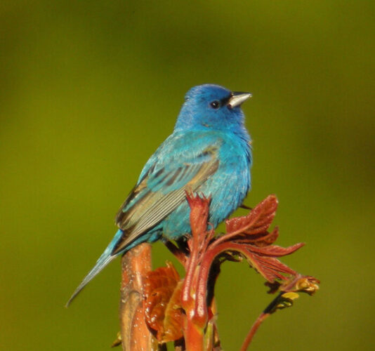 Blue Colored Birds in Michigan