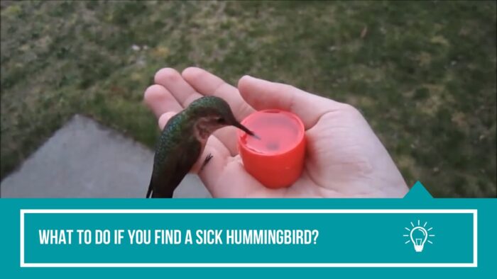 Can a Hummingbird Be a Pet