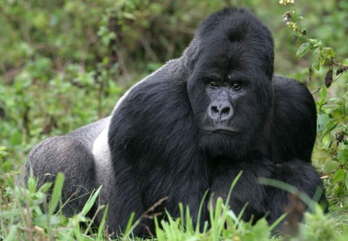 Chimpanzee Bite Force Psi