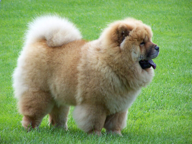Chow Chow Pom Mix