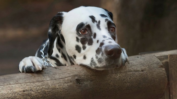 Dalmatian Growth Chart